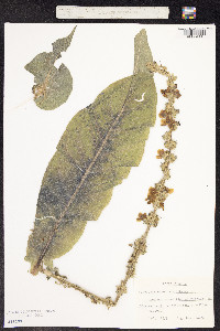 Verbascum speciosum image