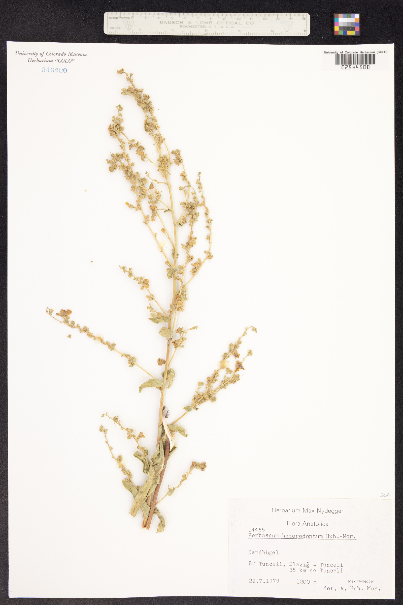 Verbascum heterodontum image