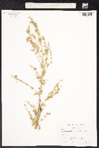 Image of Verbascum heterodontum
