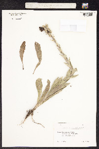 Image of Verbascum saccatum