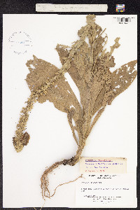 Image of Verbascum densiflorum