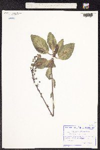 Image of Verbascum phoeniceum