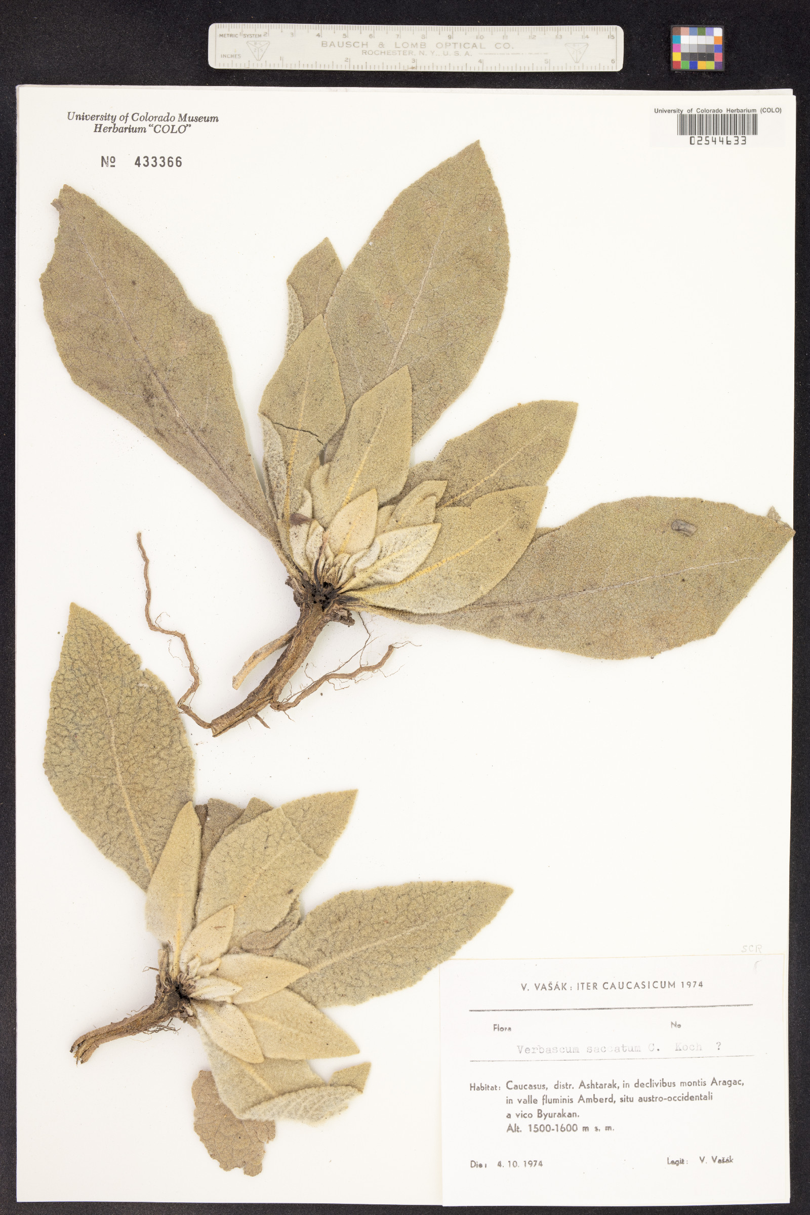 Verbascum saccatum image