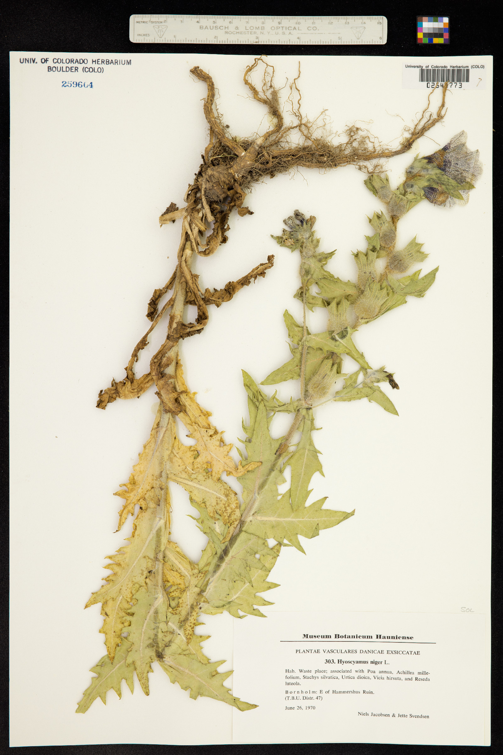 Hyoscyamus niger image
