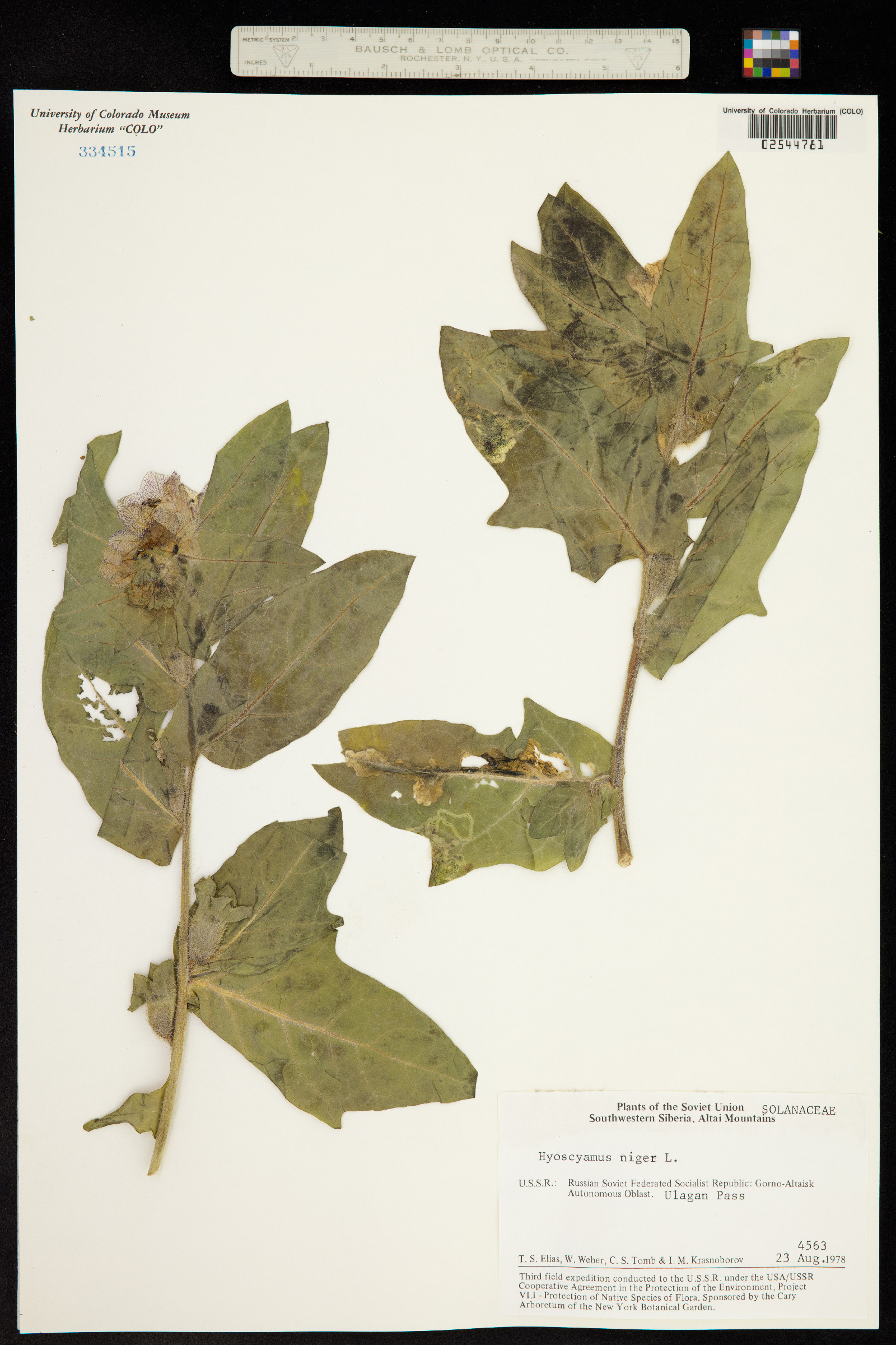 Hyoscyamus niger image
