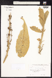 Image of Verbascum cheiranthifolium