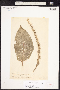 Verbascum pulverulentum image