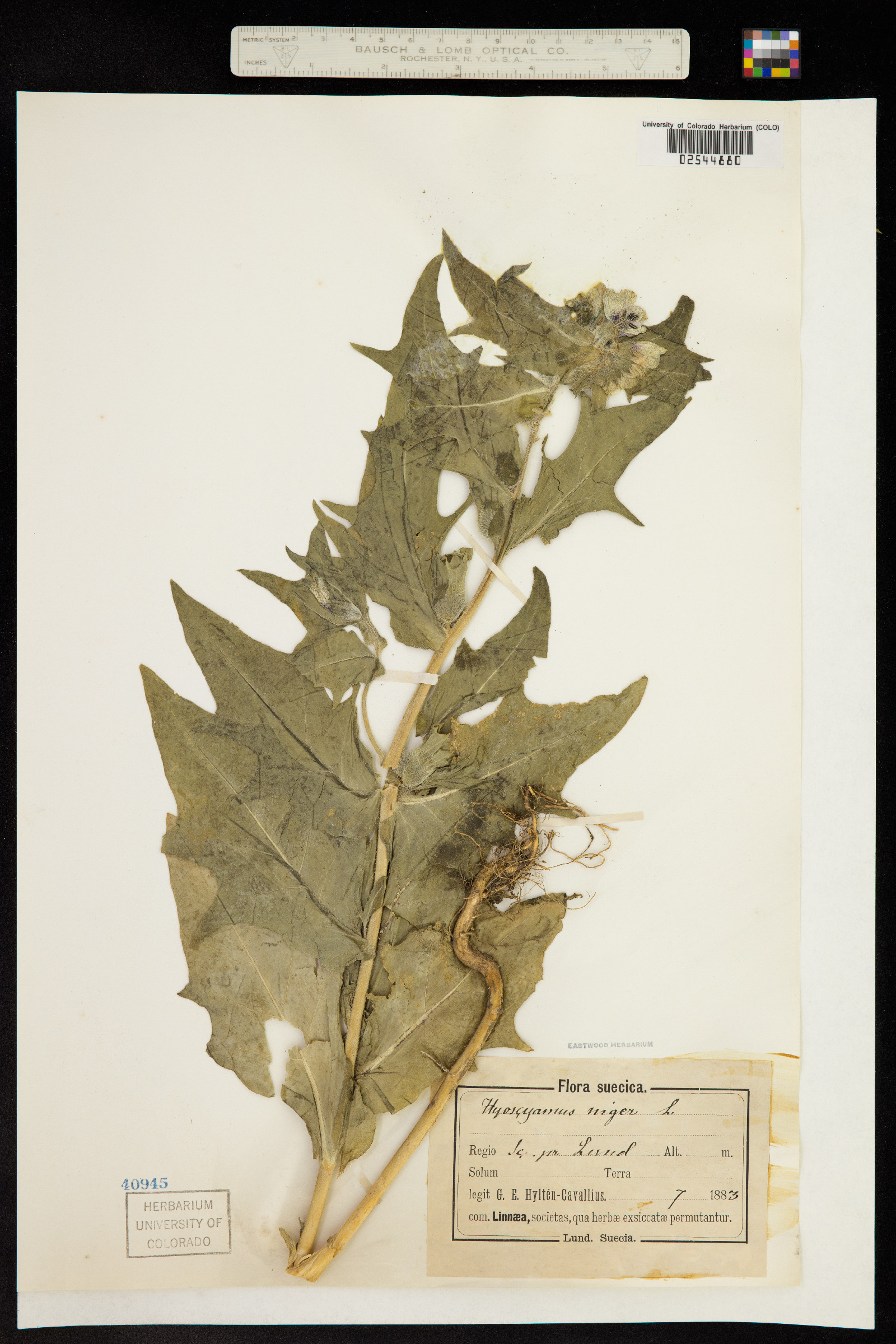 Hyoscyamus niger image