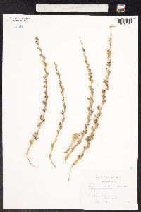Verbascum cheiranthifolium image