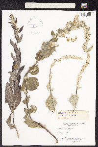 Image of Verbascum pulverulentum
