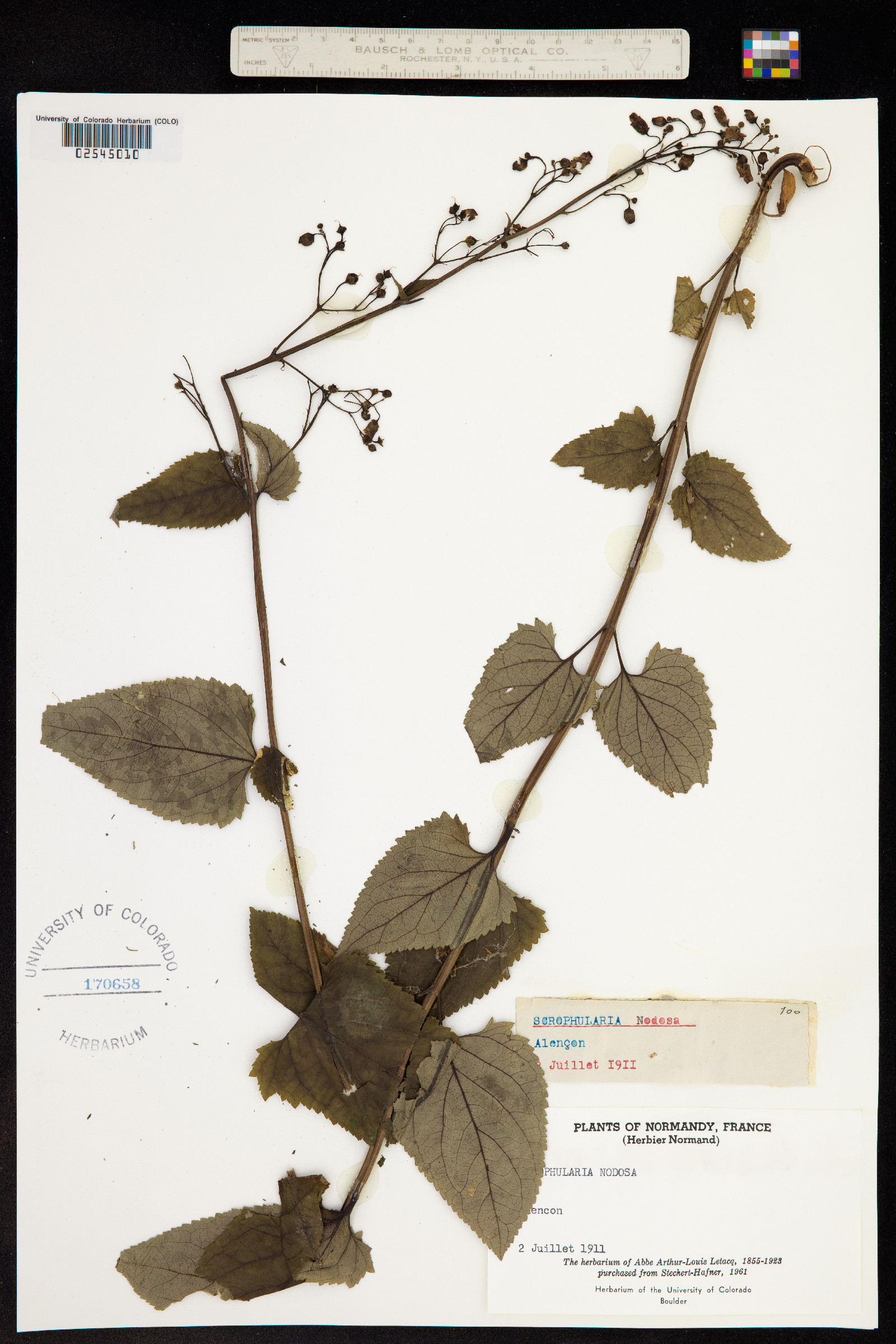 Scrophularia nodosa image