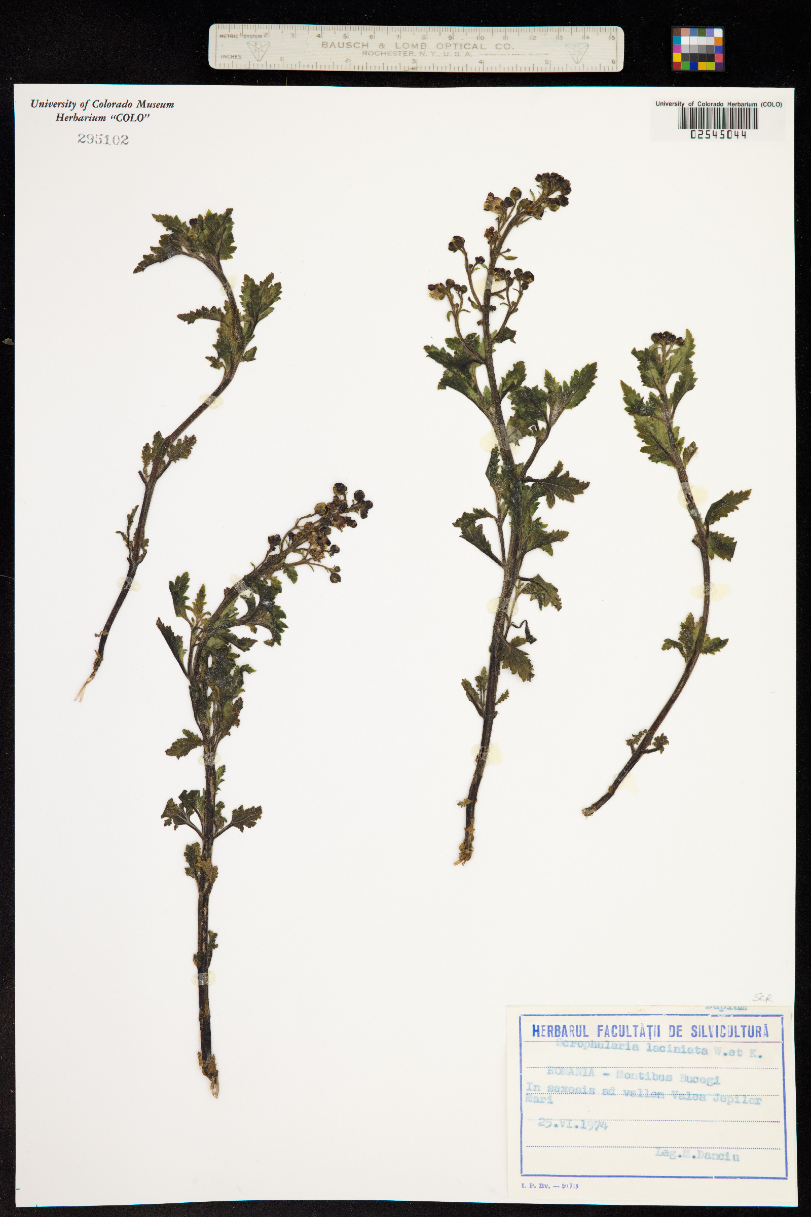 Scrophularia laciniata image