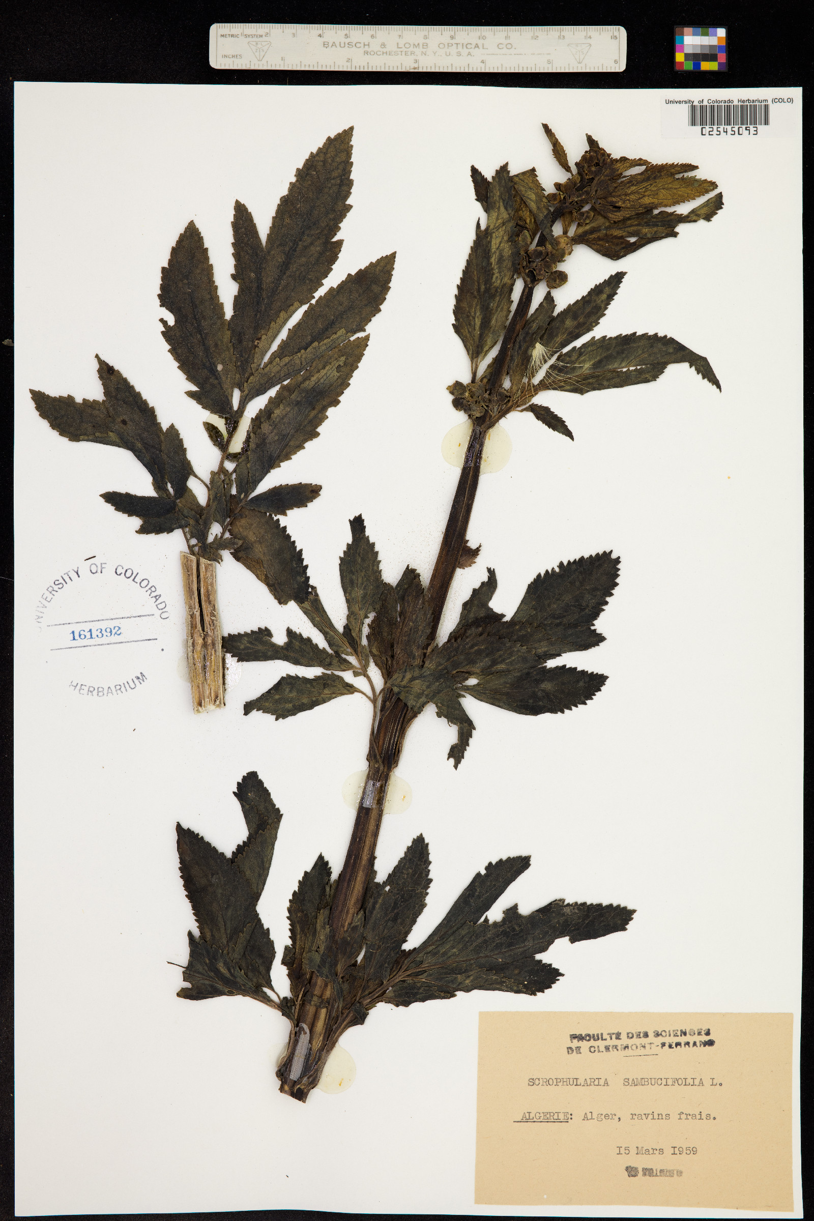 Scrophularia sambucifolia image