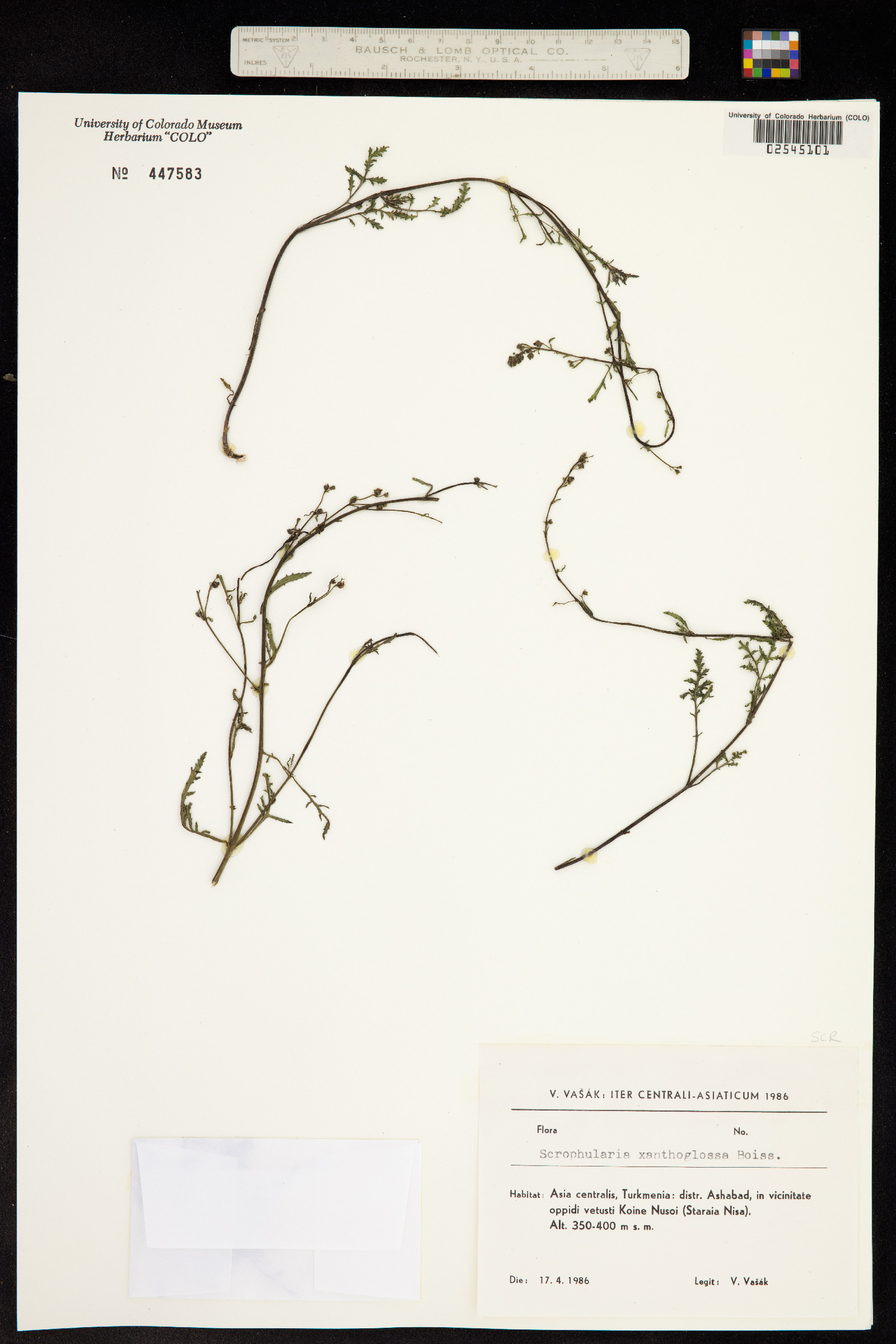 Scrophularia xanthoglossa image