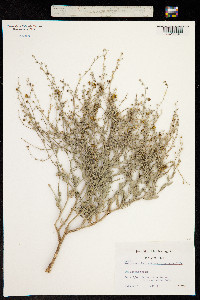 Image of Verbascum helianthemoides