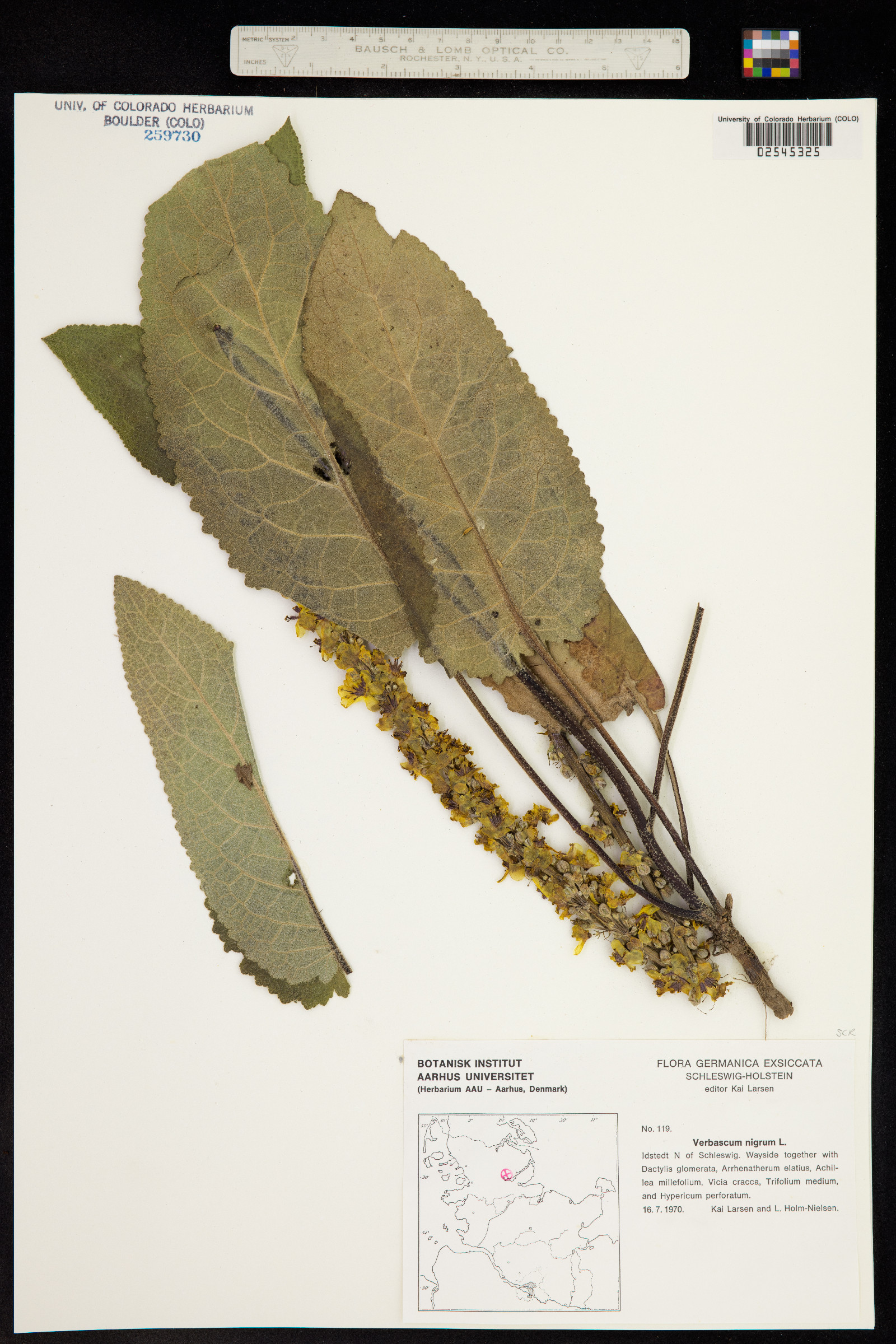 Verbascum nigrum image