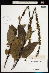Verbascum nigrum image