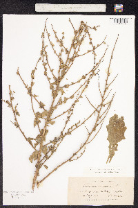 Verbascum sinuatum image