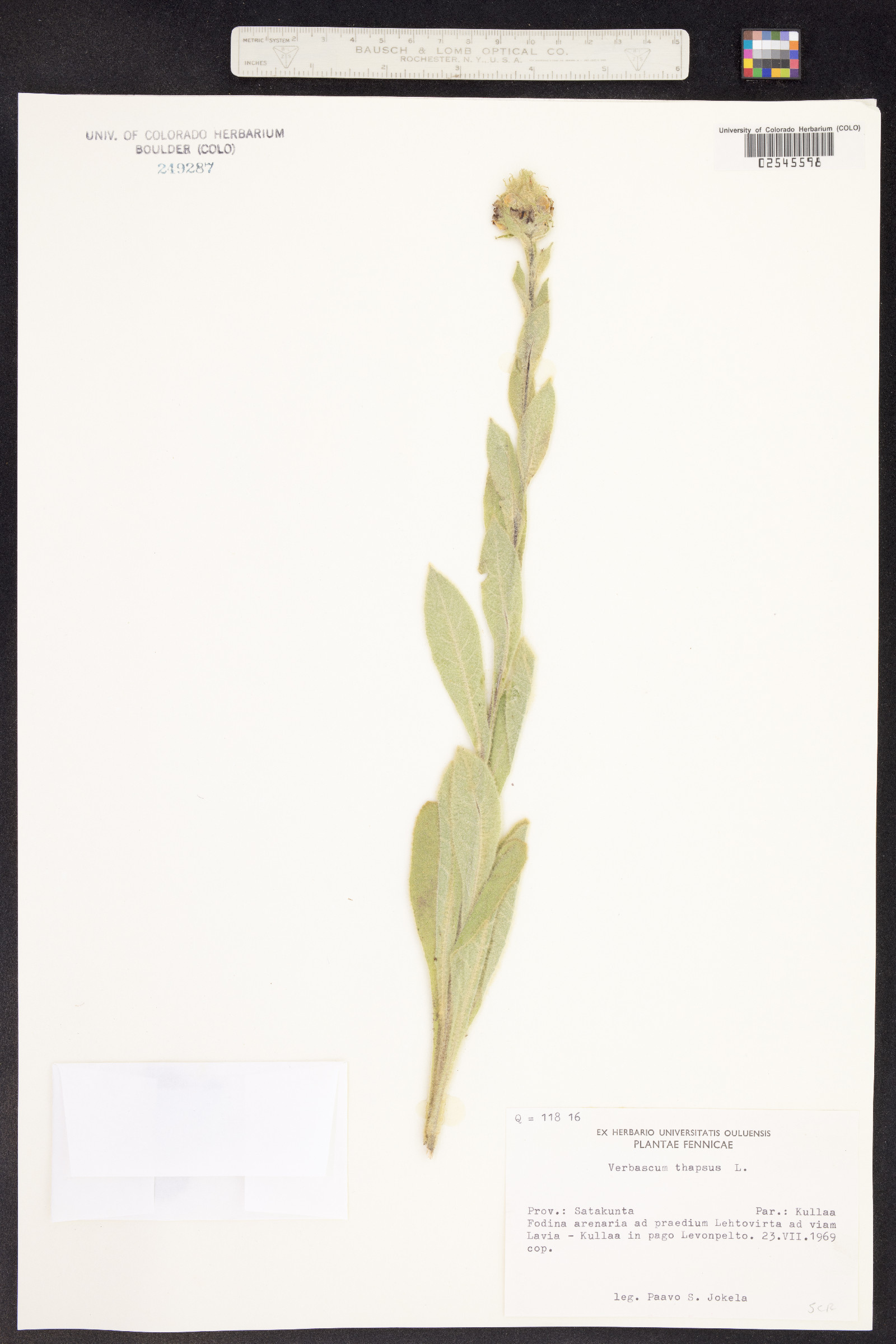 Verbascum thapsus image