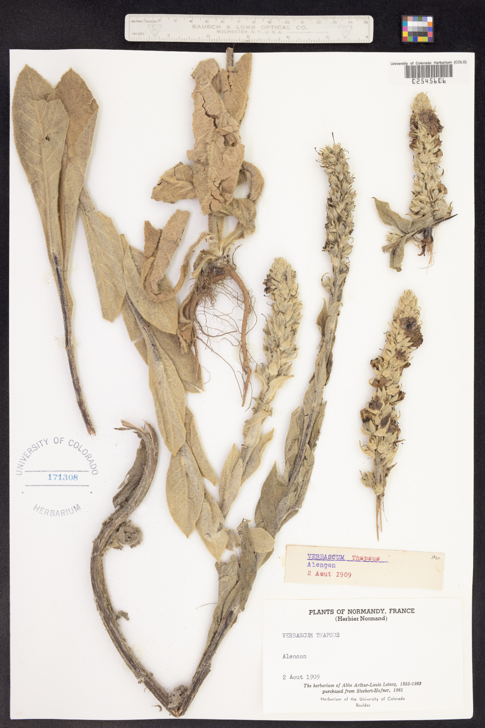 Verbascum thapsus image