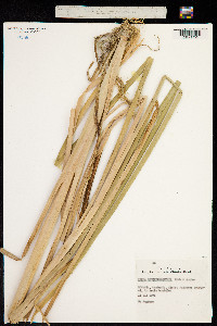 Typha shuttleworthii image