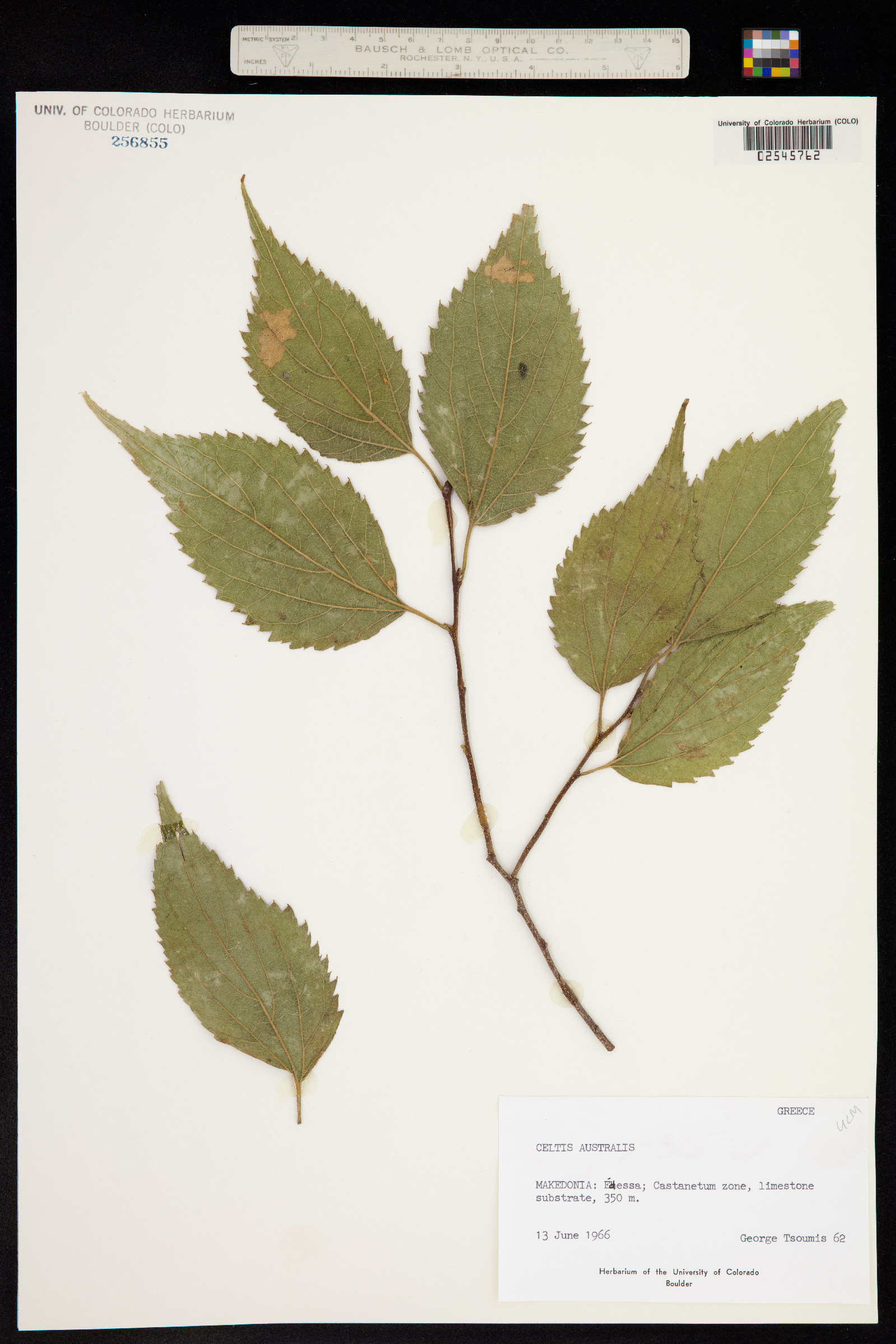 Celtis australis image