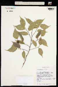 Celtis australis image