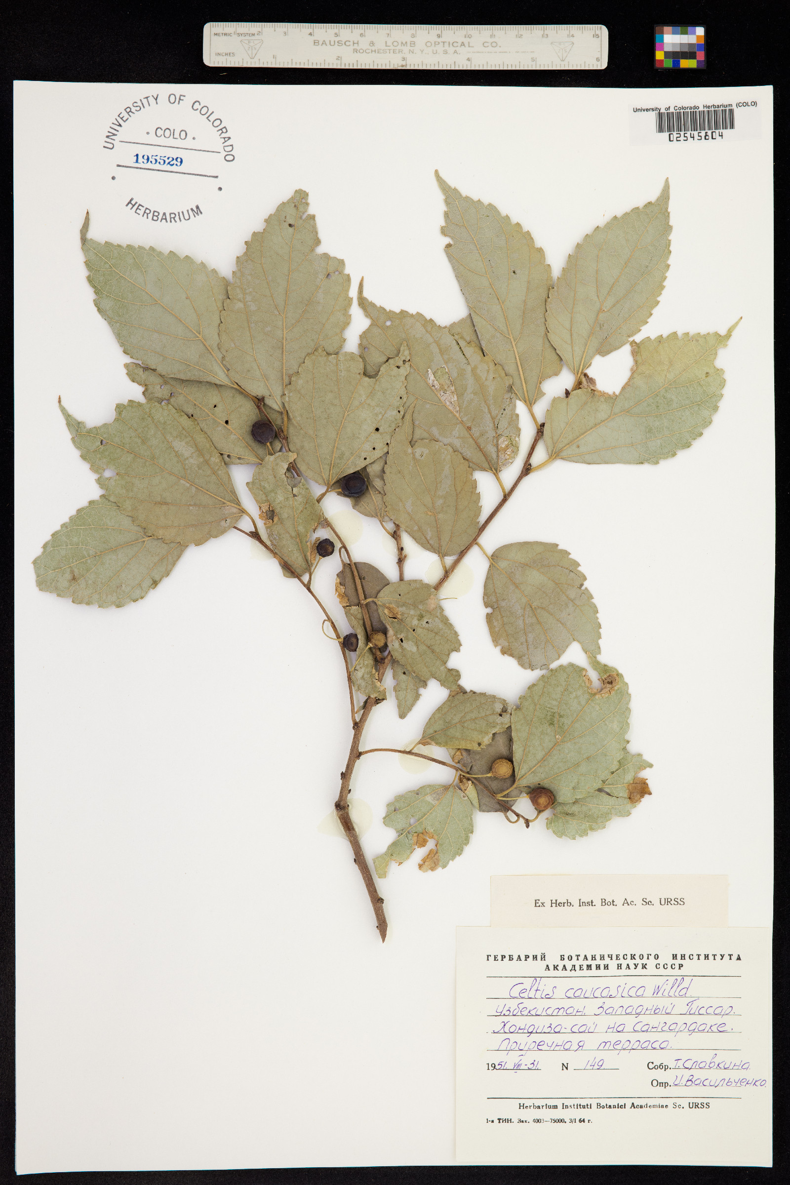 Celtis caucasica image