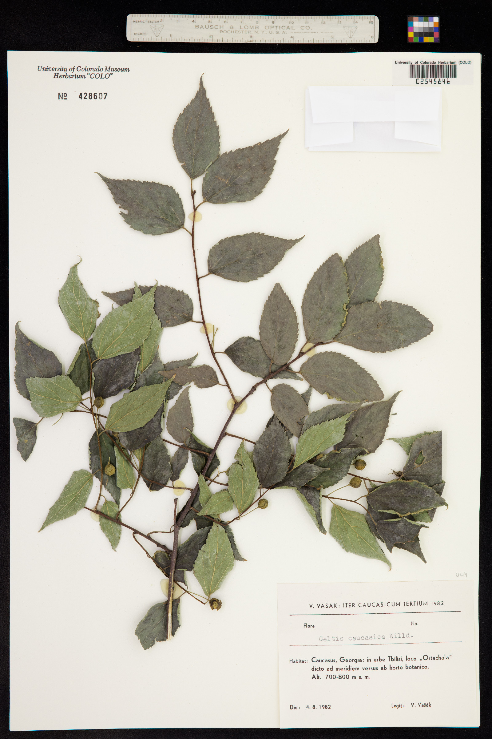 Celtis caucasica image