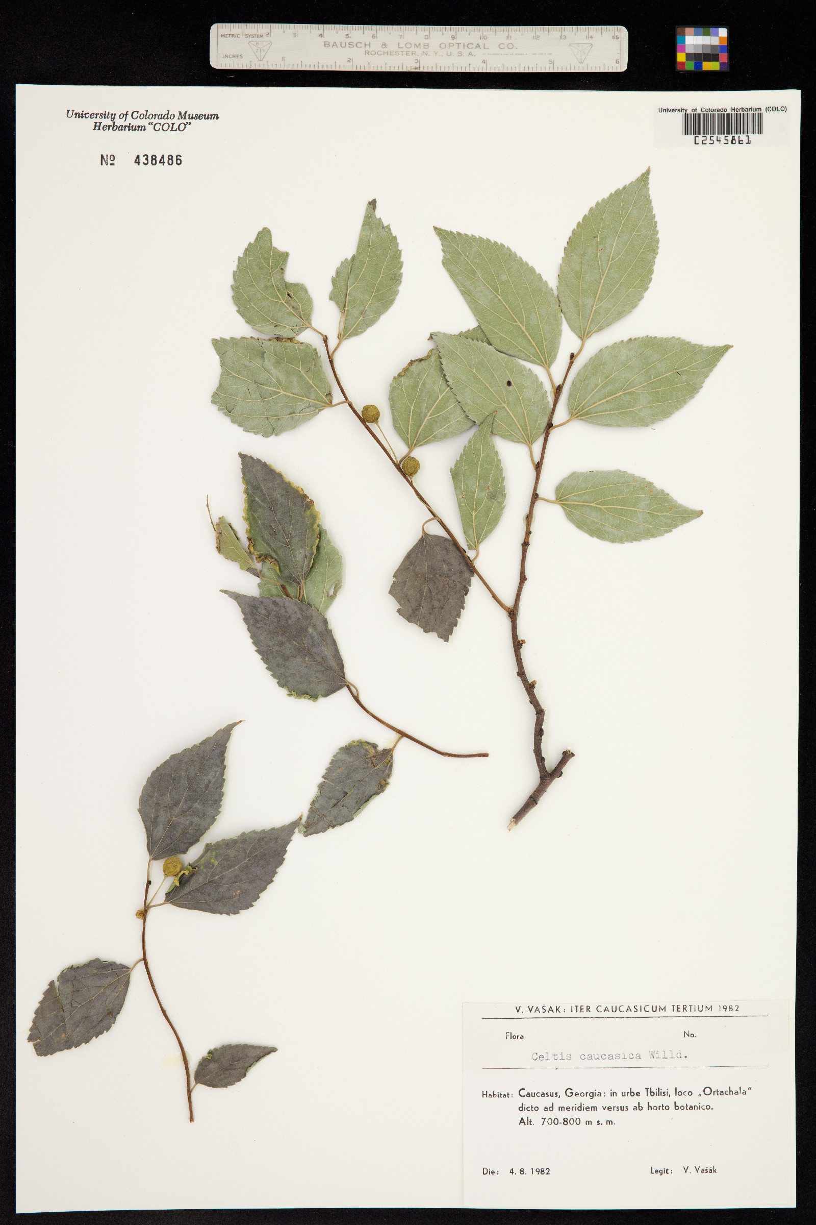 Celtis caucasica image