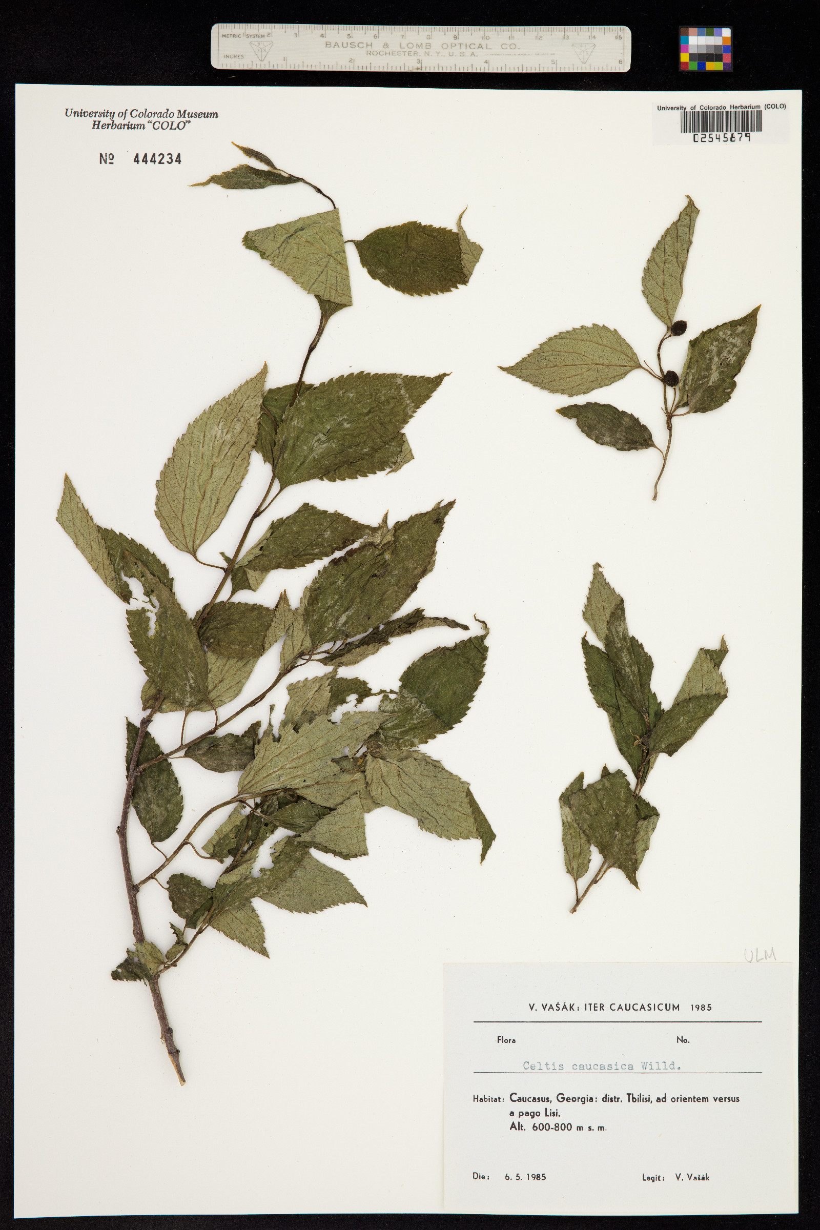 Celtis caucasica image