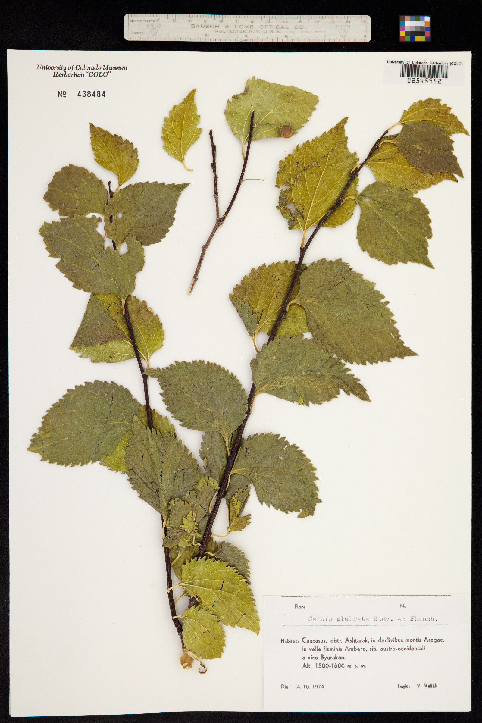 Celtis planchoniana image