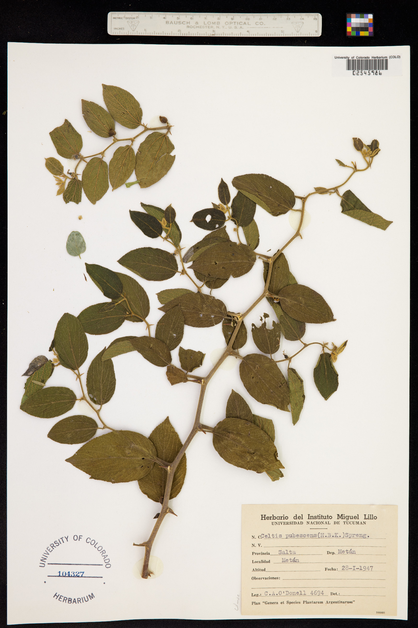 Celtis pubescens image