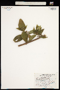 Lozanella trematoides image