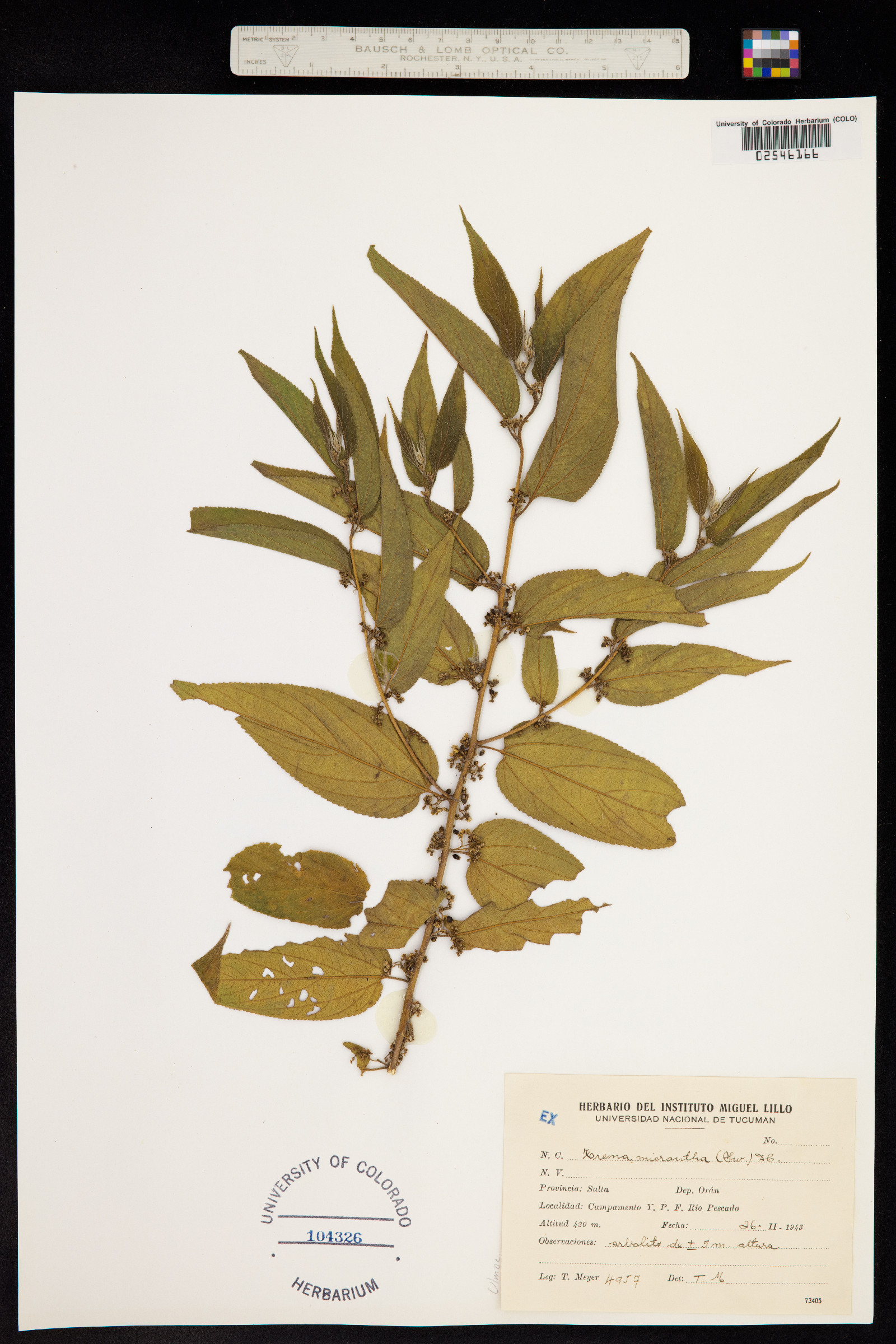 Trema micrantha image