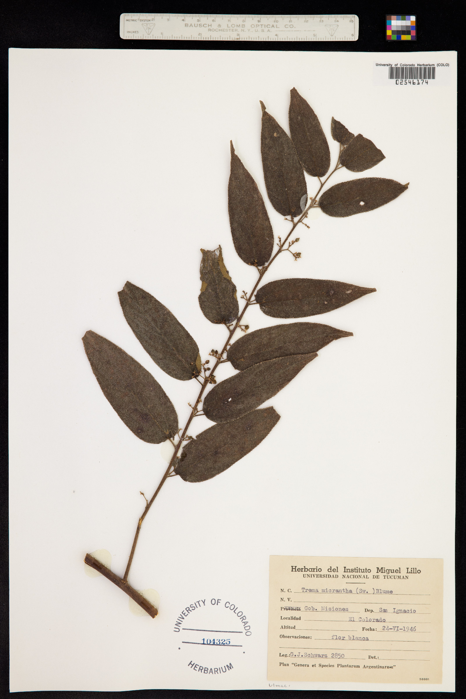 Trema micrantha image