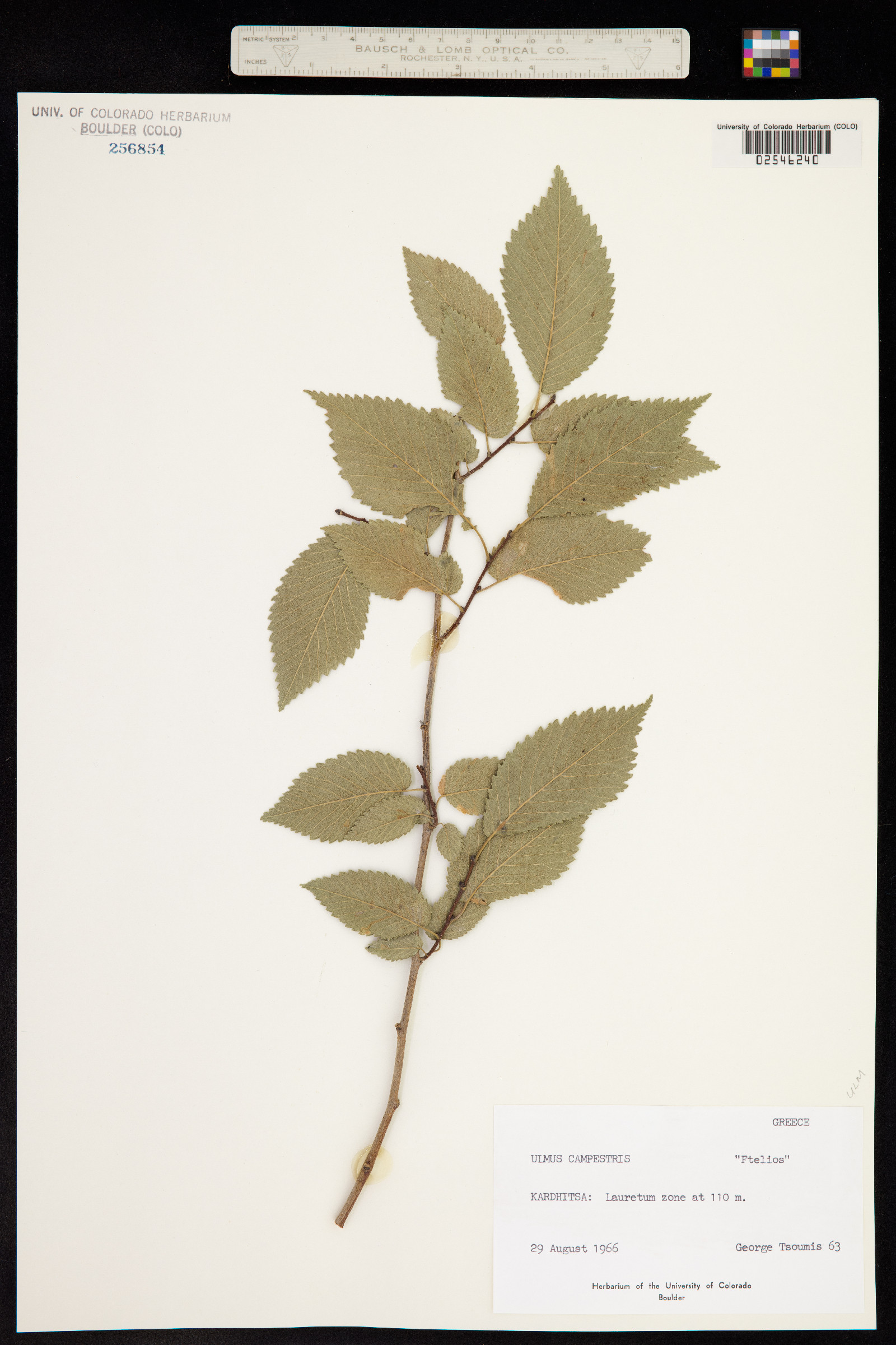 Ulmus procera image