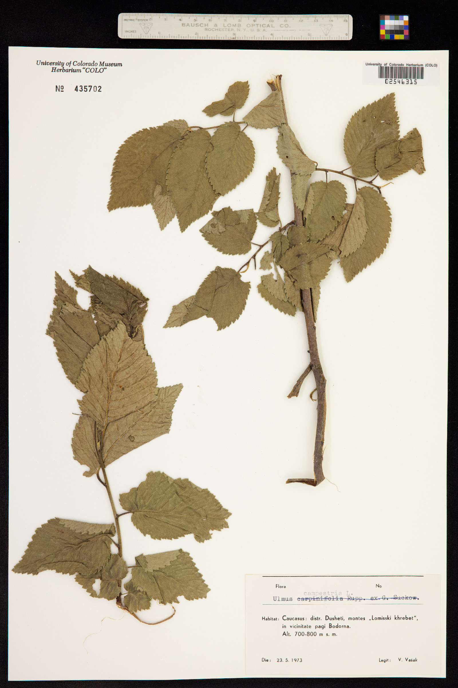 Ulmus procera image