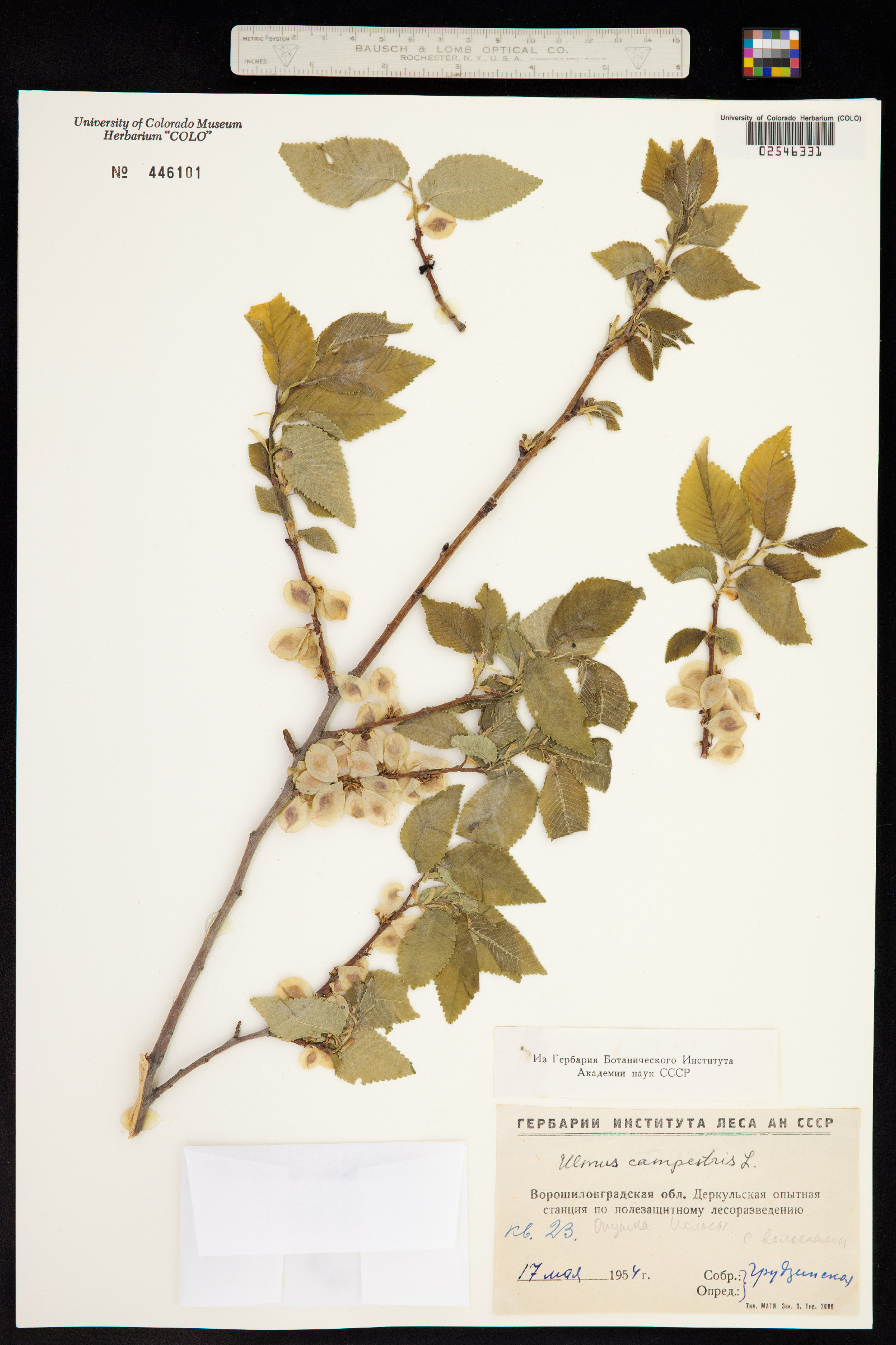 Ulmus procera image