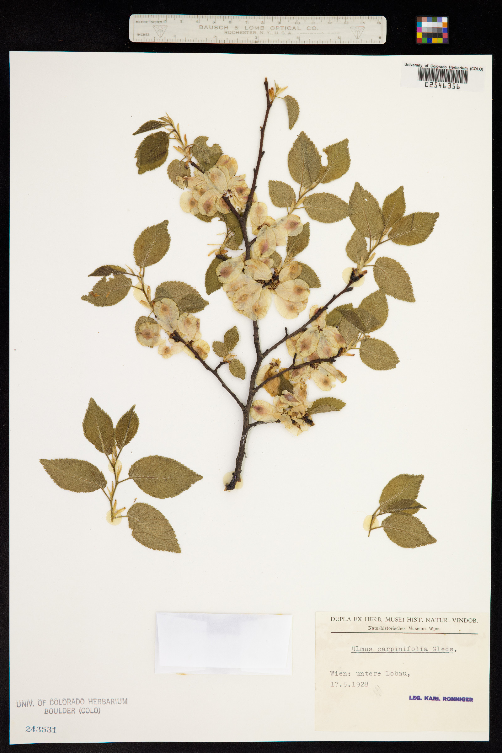 Ulmus procera image