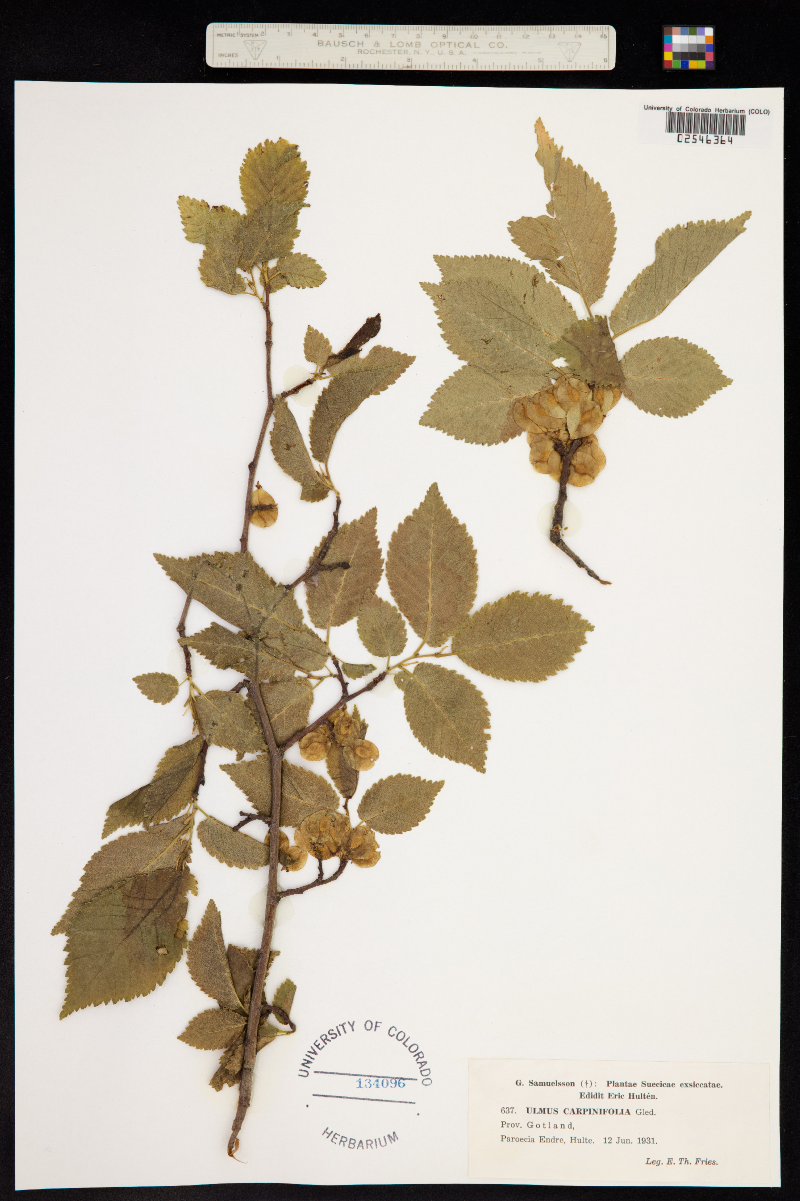 Ulmus procera image