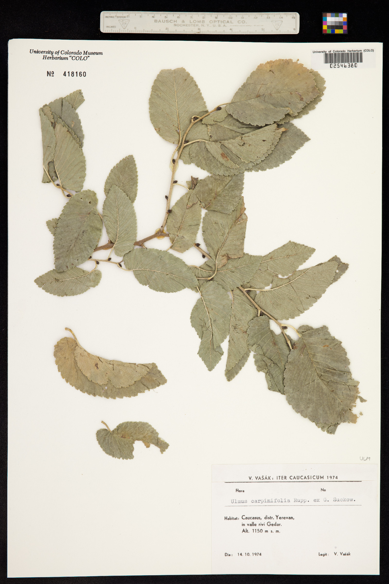 Ulmus procera image