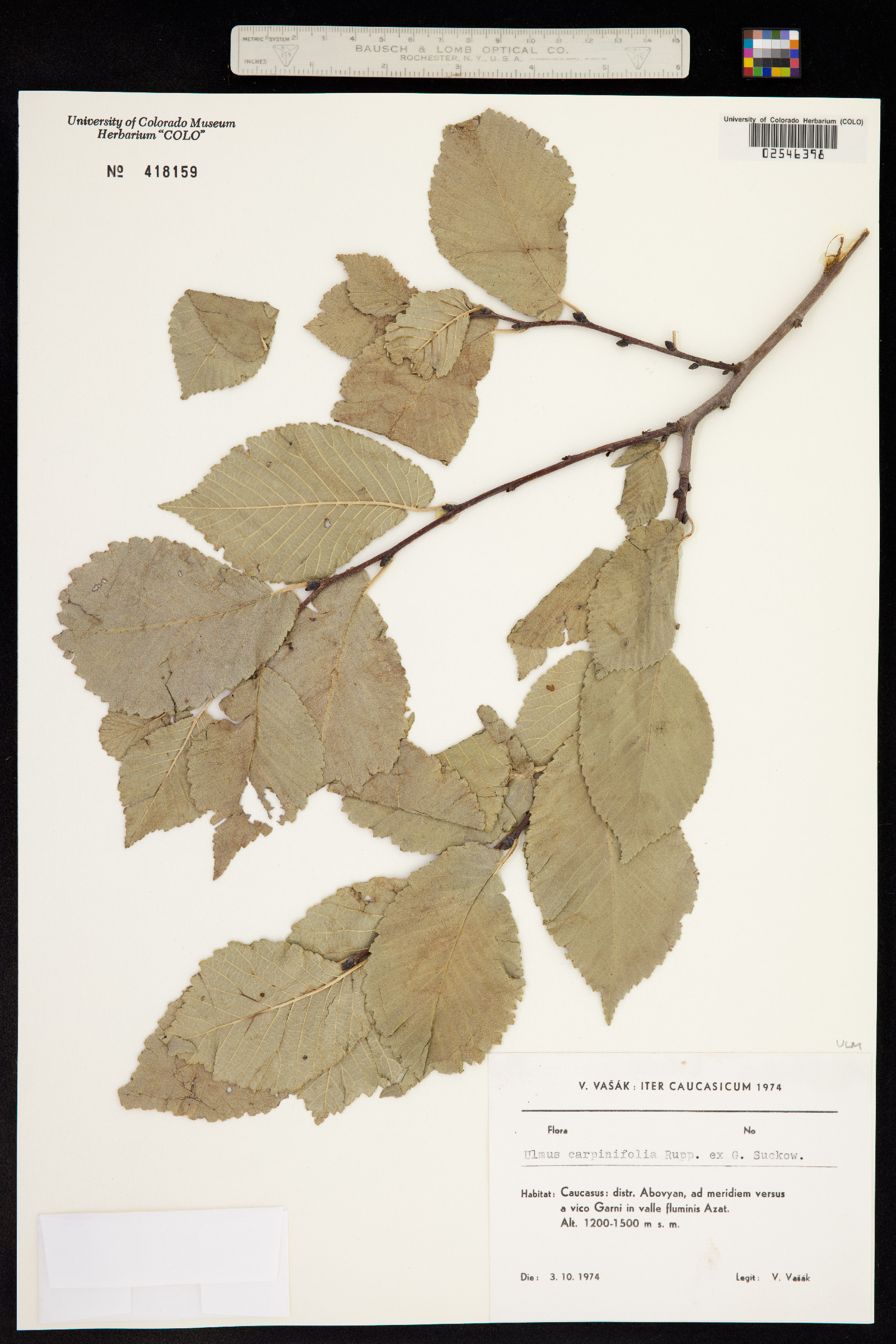 Ulmus procera image
