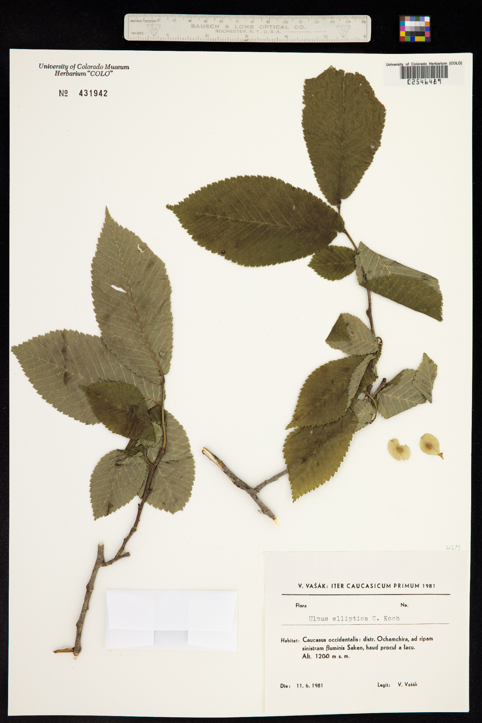 Ulmus elliptica image