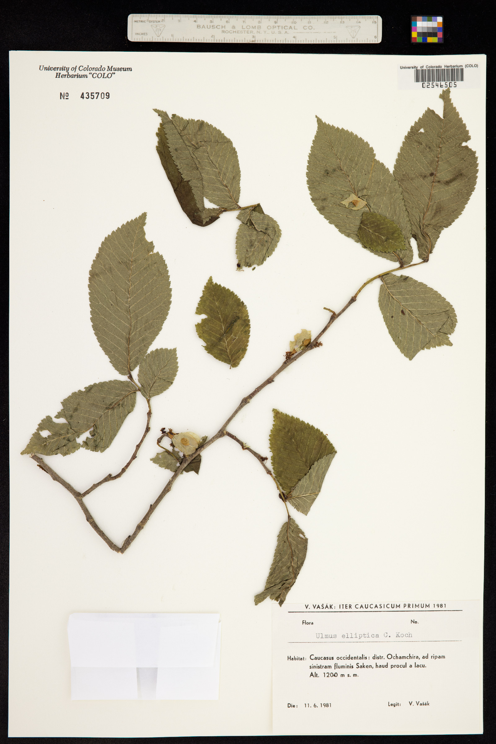 Ulmus elliptica image