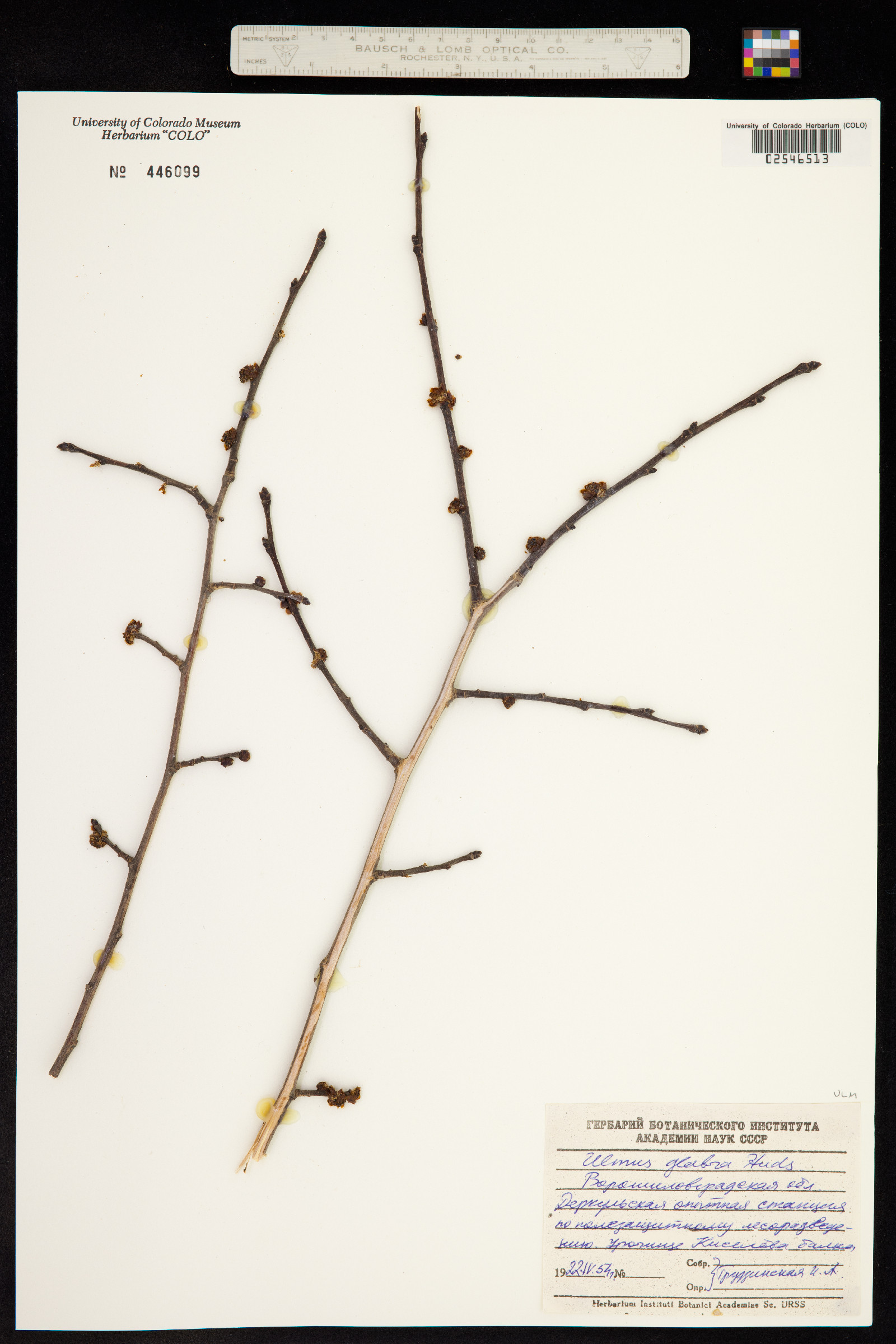 Ulmus glabra image