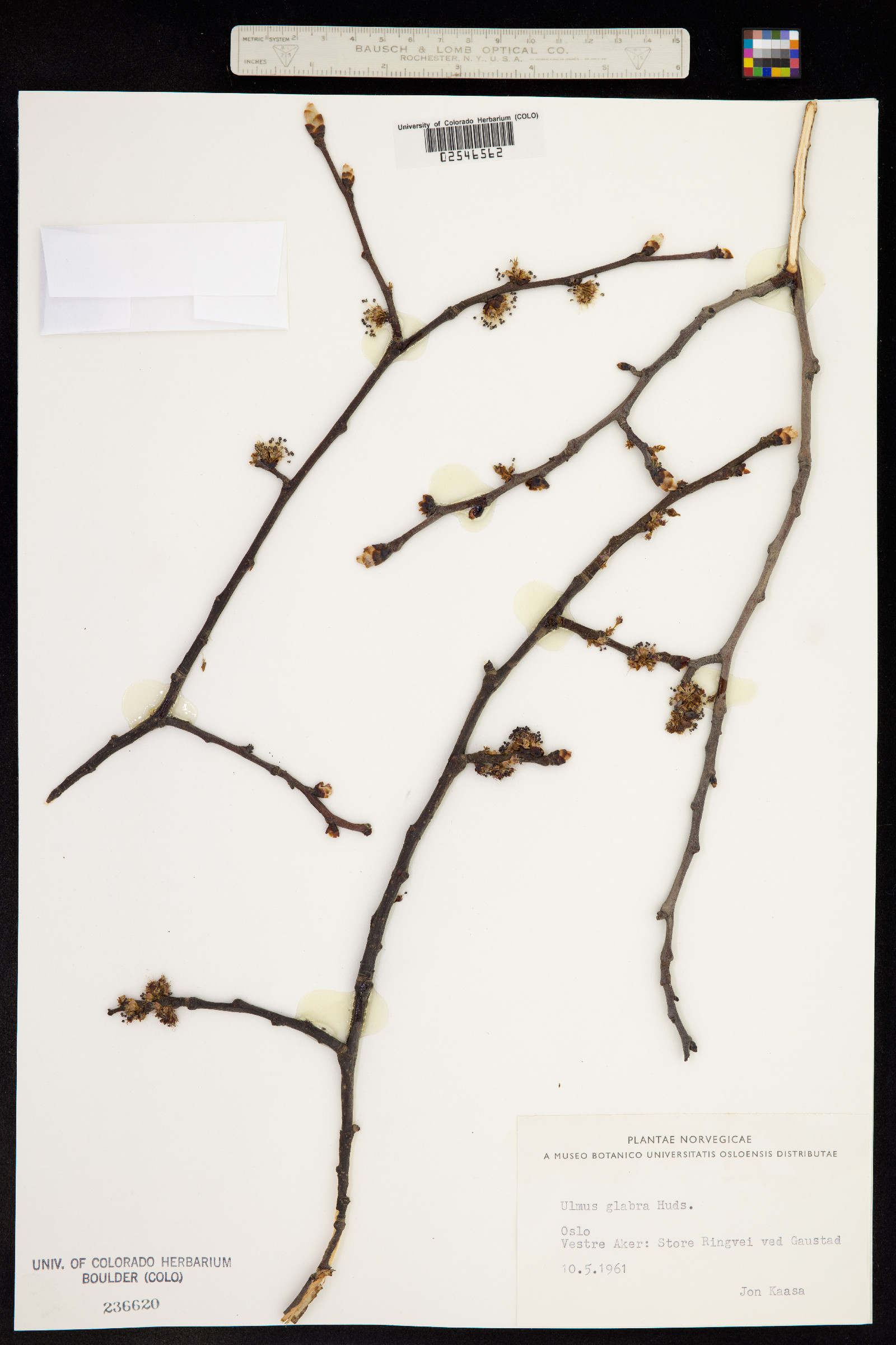Ulmus glabra image