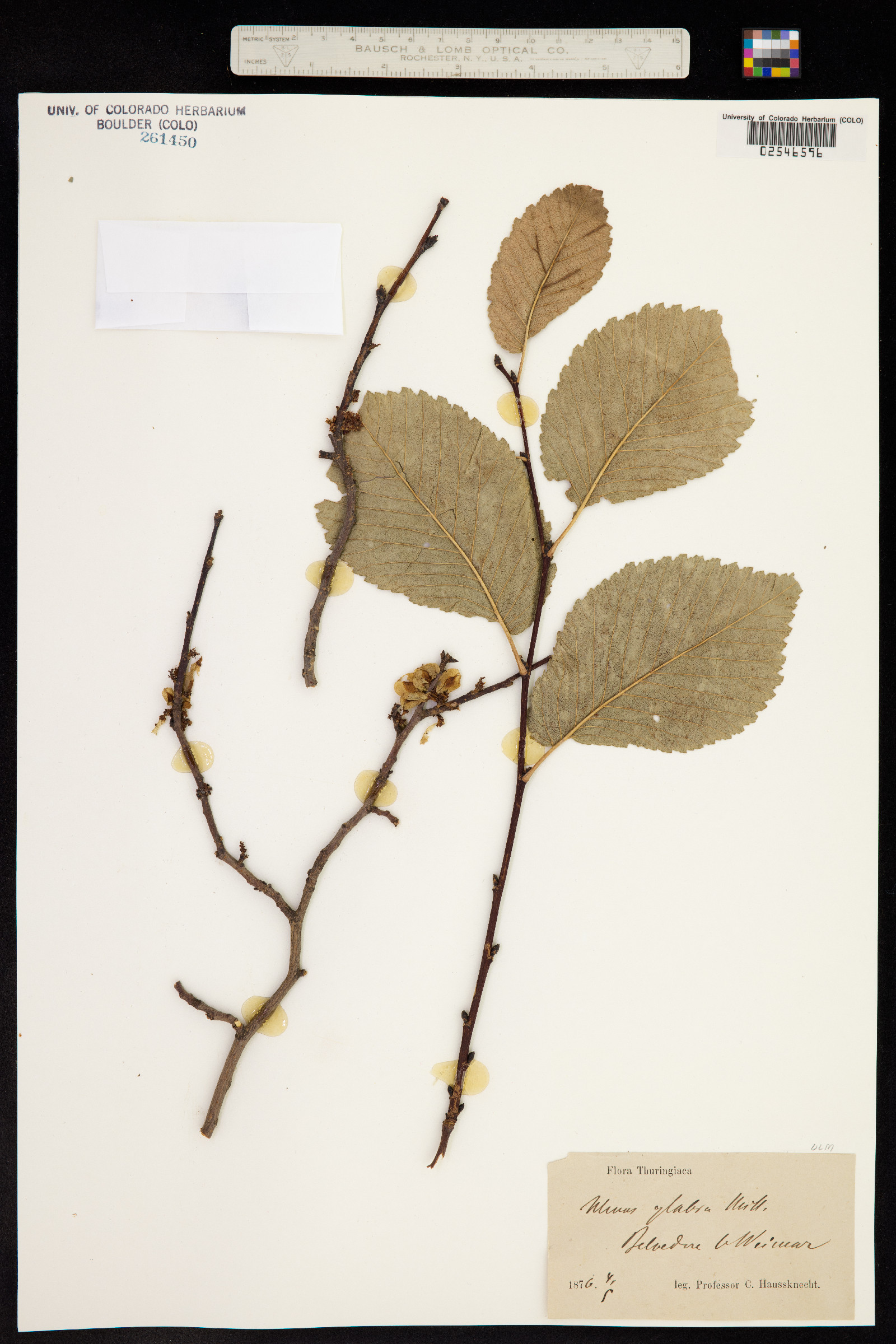 Ulmus glabra image