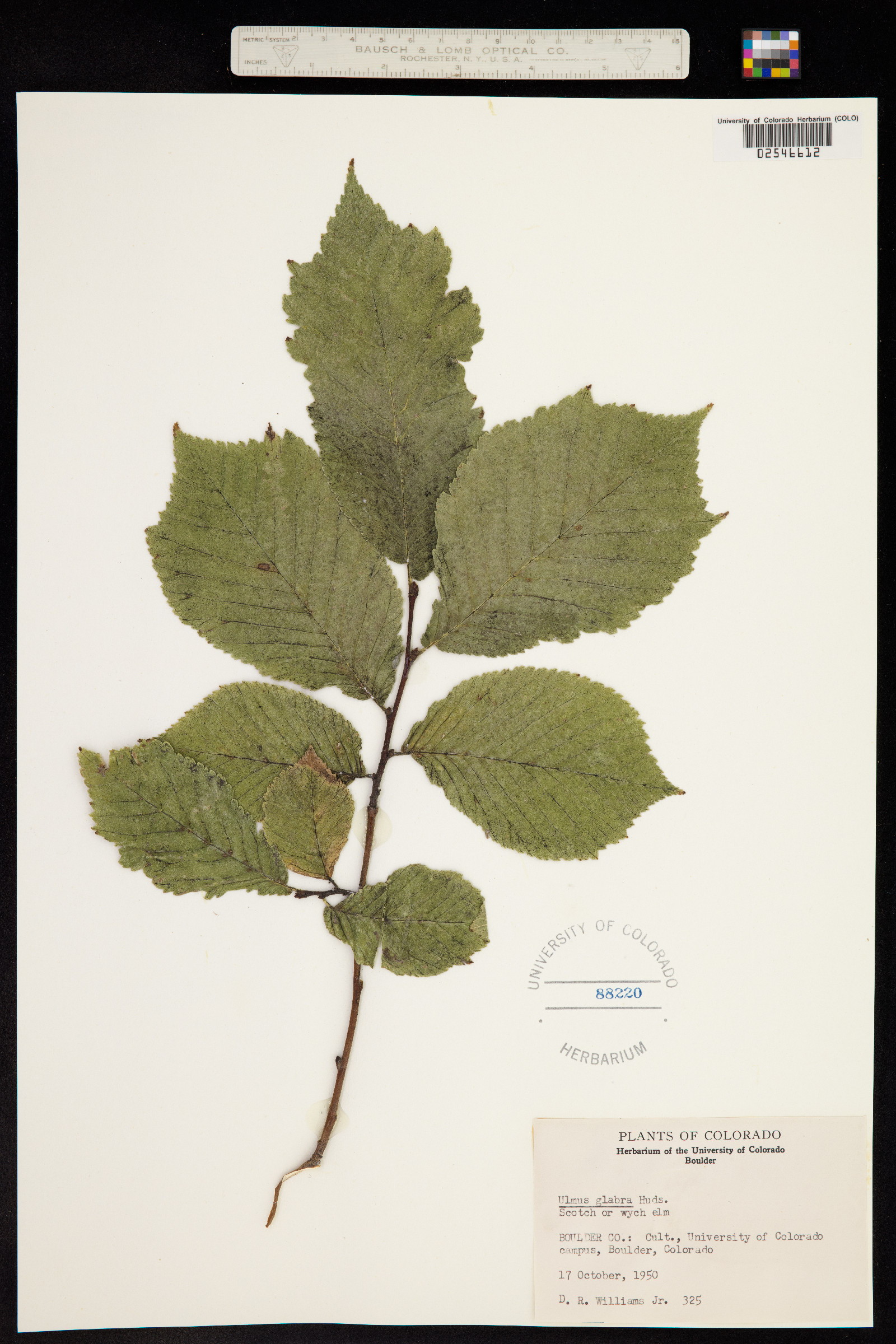 Ulmus glabra image