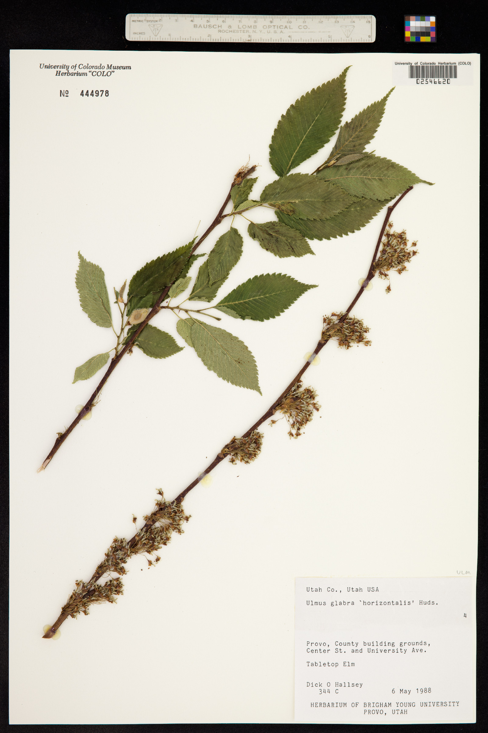 Ulmus glabra image